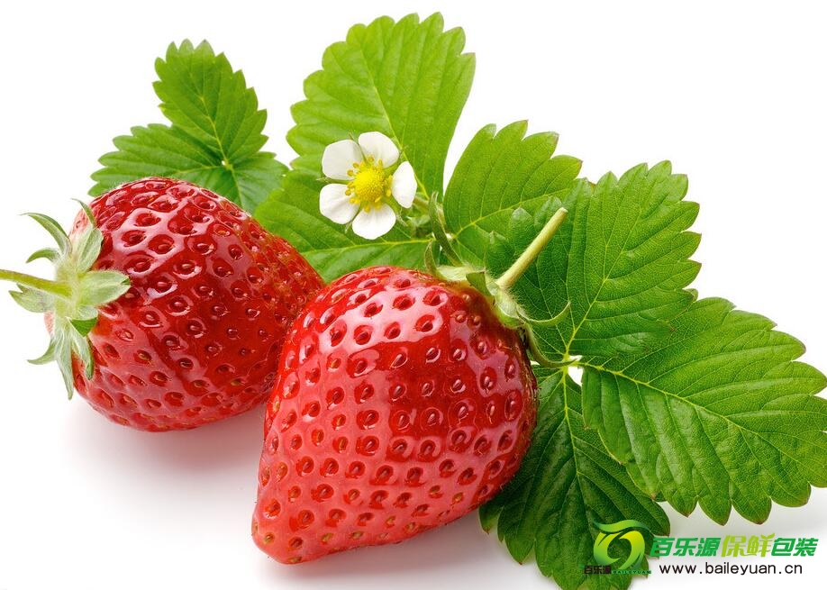 草莓種植方法 | 草莓種子播種技術(shù) | 草莓栽培方法！